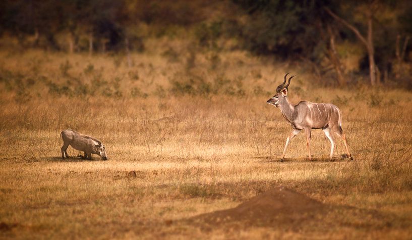 114 Kenya 3 - Scan From Analog Film by Adrien Hendrickx