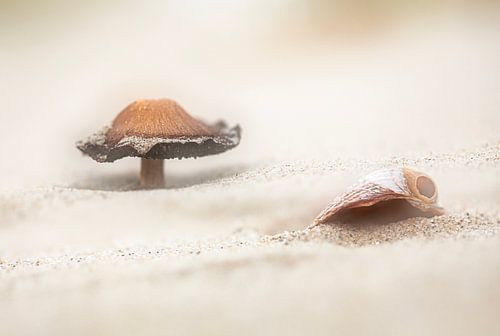 Vondsten op het strand
