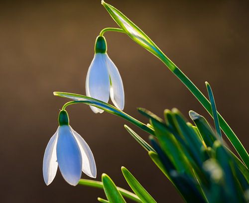 Voorjaar in het land met sneeuwklokjes