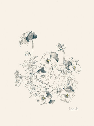 Botanische schets van een viooltje