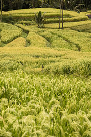 De groene rijstterrassen van Jatiluwih, Bali van Fotos by Jan Wehnert