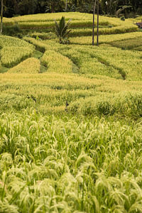 Die grünen Reisterrassen von Jatiluwih, Bali