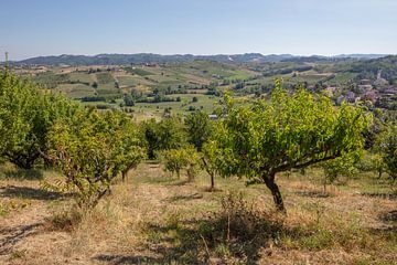 Arbres fruitiers à l'agritutirmo de Costa Vescovato, Piémont, Italie. sur Joost Adriaanse
