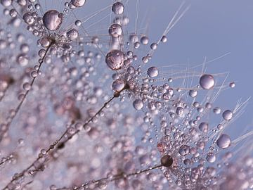 Pink droplets sparkle on a dandelion