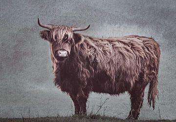 Schotse Hooglander met grijsgroene achtrgrond van natascha verbij