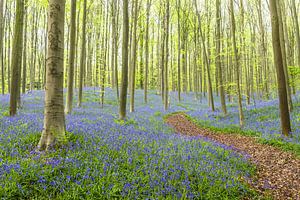 Bluebell flowers in a Beech tree forest during a springtime morning