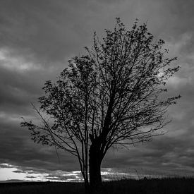 Tree silhouette in the evening by Holger Spieker