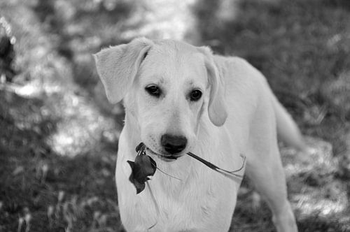 CHIENS 10