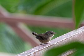 House Winter King Costa Rica 3 by Mirjam Welleweerd