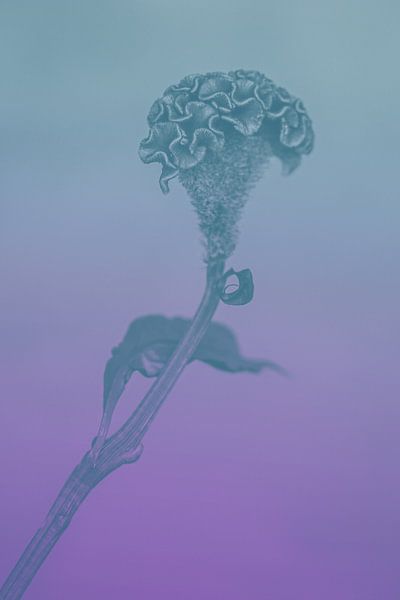 flower van Carla Van Iersel