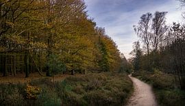 Forest landscape in autumn by Toon van den Einde