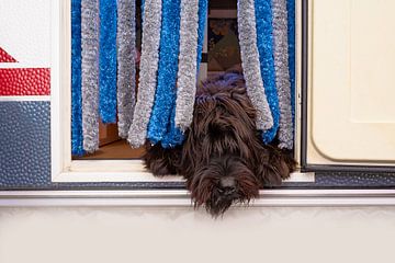 Hond deur caravan van Rene du Chatenier