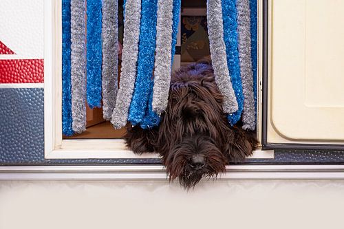 Hond deur caravan