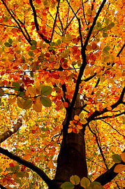 Automne