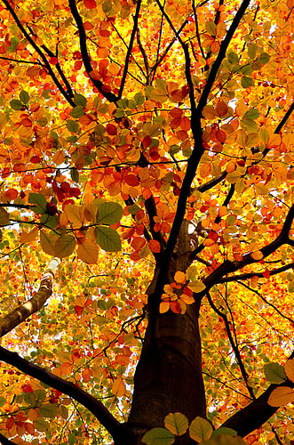 Autumn