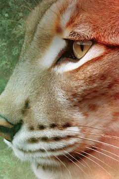 Lynx in Intense Close-up van Blik en Textuur van Eva Lee