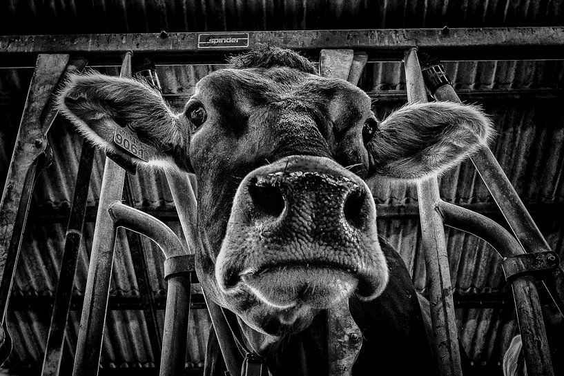 Look at me by Frames by Frank