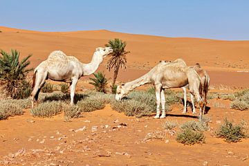 Kamelen in de Sahara van Roland Brack