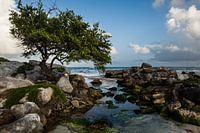 Baum am Meer