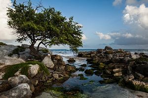 Baum am Meer