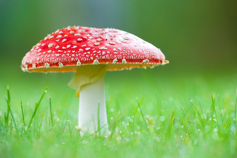 Fly agaric par Kneeke .com