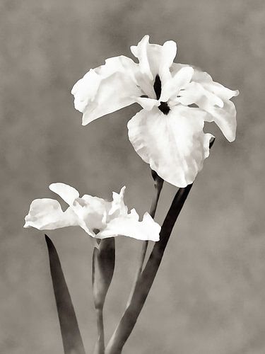 Fleurs de Wabi Sabi