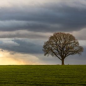 De Boom in Nederland van Rudolfo Dalamicio