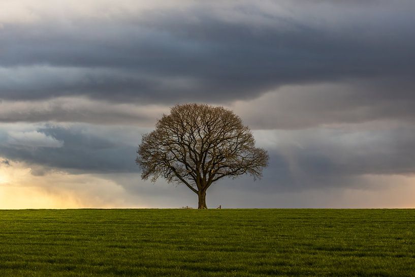 Der Baum in den Niederlanden von Rudolfo Dalamicio
