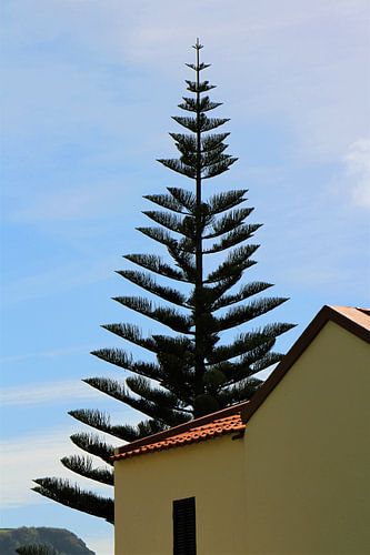 Geel huis met Araucaria boom op De Azoren