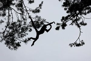Silhouet  van een Colombiaanse slingeraap