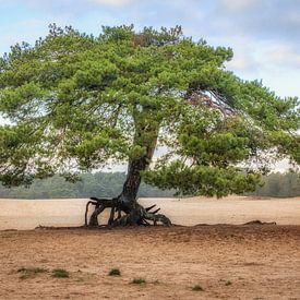 Solitärer Baum auf den Soester-Dünen von Dannis van der Heiden