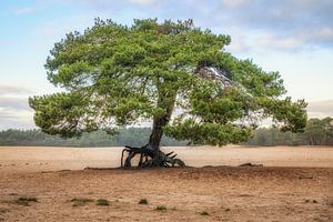 Solitaire boom op de Soester Duinen van Dannis van der Heiden