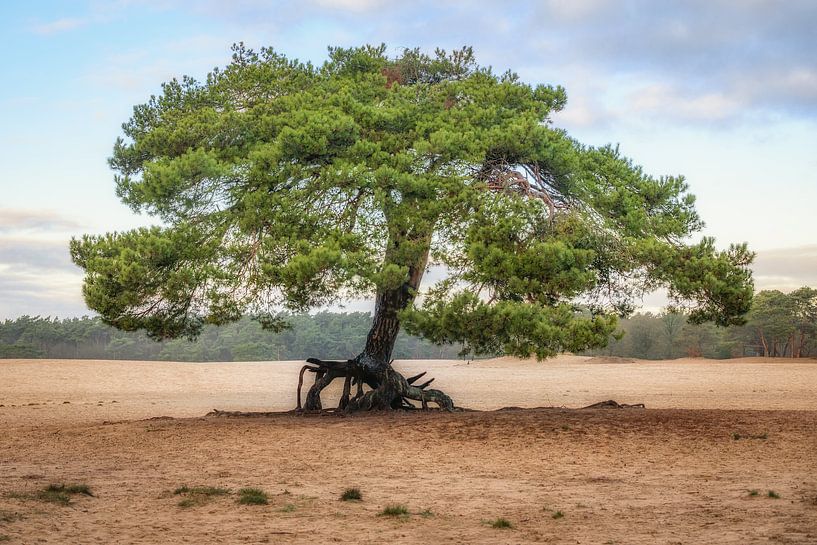 Arbre solitaire sur les dunes de Soester par Dannis van der Heiden