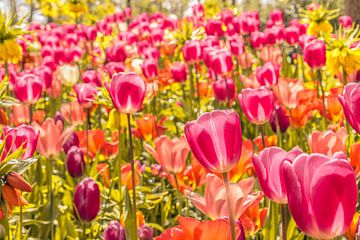 Kleurrijk veld tulpen