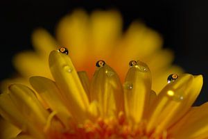 Gerbera met druppels