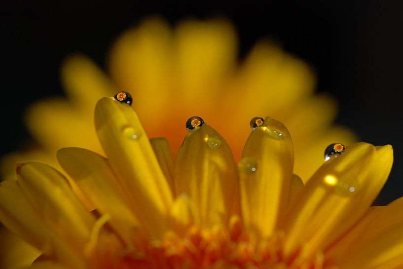 Gerbera met druppels by Jeannette Penris