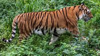 Amur-Tiger oder Sibirischer Tiger : Ouwehands DIerenpark von Loek Lobel Miniaturansicht
