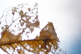 And Leaf by Truckpowerr