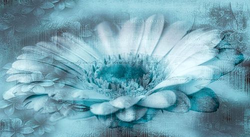 Gerbera turquoise, met tekst