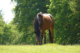 unieke Paard in de natuur von Rutger Bilk