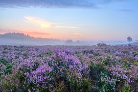 Les plantes rouges de Heather se développent dans le paysage de Heathland pendant le lever du soleil sur Sjoerd van der Wal Photographie