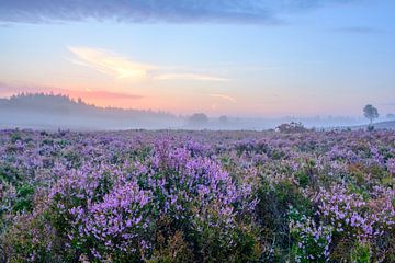 Blühende Heidepflanzen im Heideland Landschaft bei Sonnenaufgang im Sommer von Sjoerd van der Wal