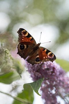 Dromerig plaatje van een vlinder van Milou Oomens