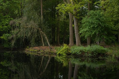 Sterrenbos - Vosbergen - Eelde - Drenthe (Pays-Bas) sur Marcel Kerdijk