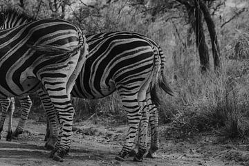 Zebra, Krugerpark van Cassey Lauvenberg