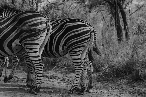 Zebra, Krugerpark