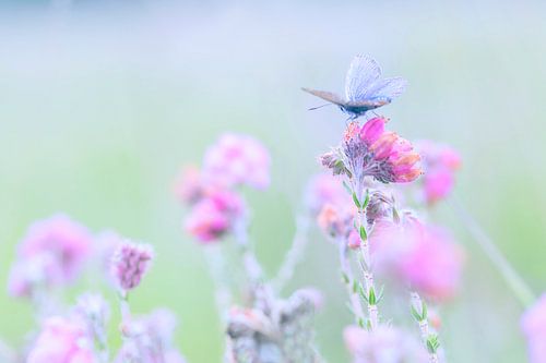 Bleu chiné sur chiné