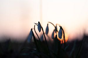 Schneeglöckchen im Sonnenuntergang