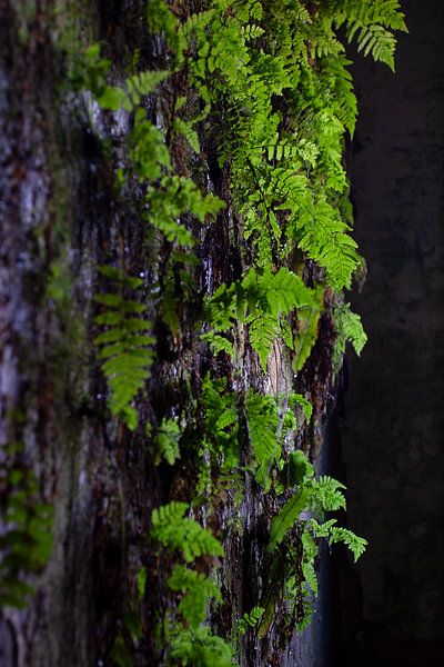 Lost Places 10 by Ingeborg Lukkien