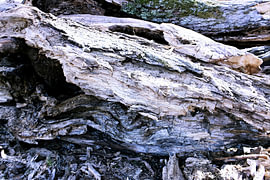 Tree Trunk Structures No. 06